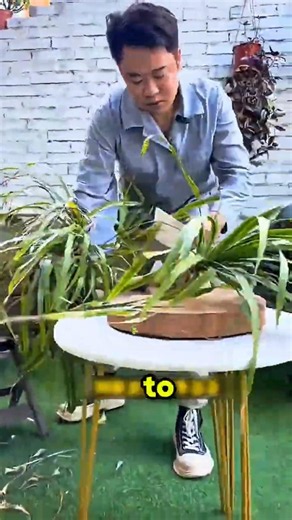 The Easiest Plant You Can Grow… And You Can Eat It Too 🌱🔥 #shorts #viral #gardening #homegardening