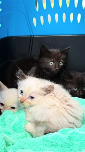 How to Foster 4–5 Week Old Kittens: Rag Doll Kitten Care Guide