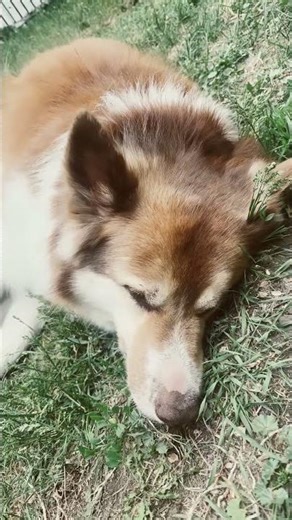 💕🪬✨ Psychic Self Defense & Healing Therapy 🐺🌙🌿 #wolfmagicbeginnow @THEMAGICJOURNAL111