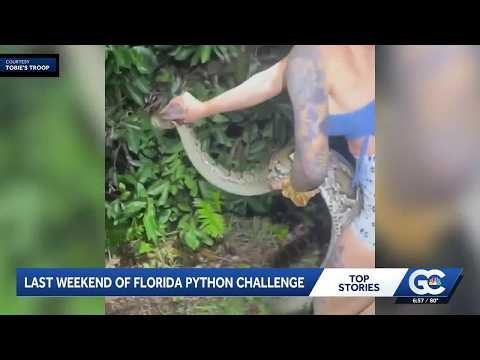 Florida Python Challenge ends Sunday with $25,000 in prizes