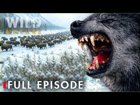 WILD ALASKA | The Apex Predators in the Most Extreme Environments (-50°C)- Nature Animal Documentary