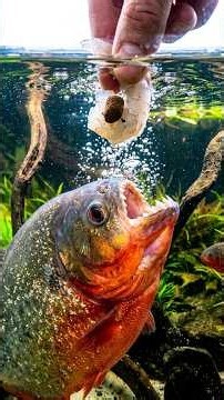 The secret method for pellet training fish #fishtank #aquarium