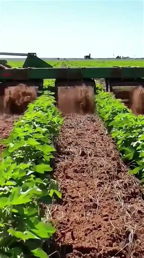 Best In-Row Weed Removing Machine | Precision Weeding Technology for Modern Farming #agrifuture