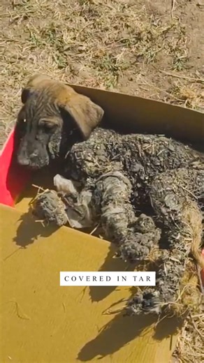 Covered in Tar and Crying for Help… Saved Just in Time