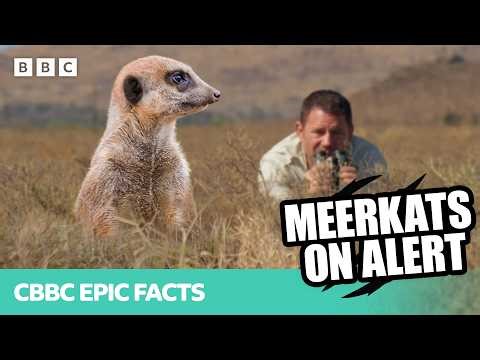 Meerkats SOUND THE ALARM, danger is near! | Deadly 60 | CBBC Epic Facts