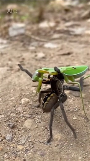 The Deadliest Insect Fight Ever Recorded! Spider vs. Mantis!