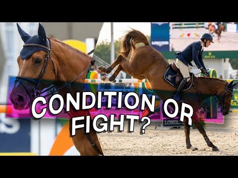 Horse Training Gone Wrong: Condition or Fight?