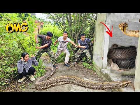 3 Brave Expert Rescues Younger Sister from 100 Giant Python In Abandoned House
