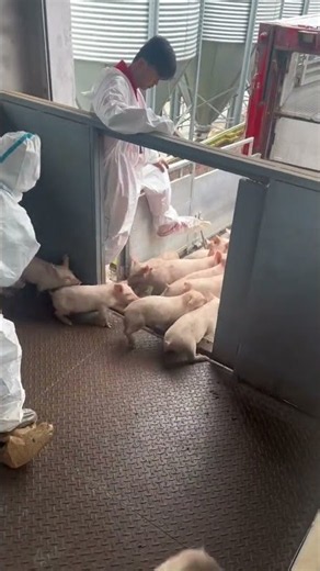 A Little Herd Travels Across the Farm