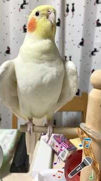 ワキワキで歌うオカメインコ #オカメインコ #cockatiel #かわいい #cute