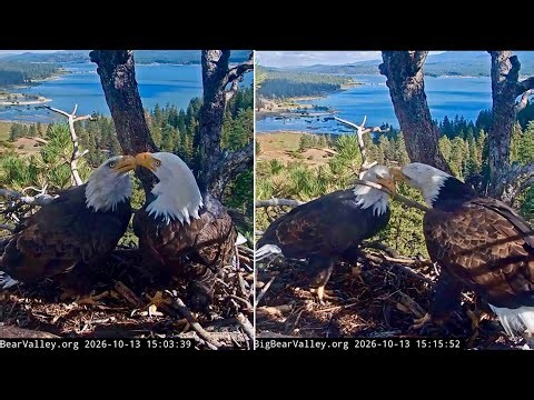 FOBBVCAM Eagles🦅Shadow & Kaydee Celebrate Start of TUG-O-STICK🪵Season with BEAK FEST🎉2026 Oct 13