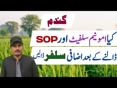 Can additional sulfur be added to wheat in addition to ammonium sulfate and SOP || Crop and weather