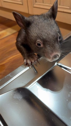 Crikey Moses, legends 😂 Here’s little Pippi just before she moved out to the animal hospital with her two siblings, Ronnie and Letty. Pippi came into care when she was still pretty young. Her mum was unfortunately run over just down the road, and Ashlee rescued little Pippi from her pouch. Unlike many wombats who are handed in to us, this was one we actually rescued ourselves—and she’s been an absolute little character ever since. Whenever the wombats get let out to stretch their legs and follo