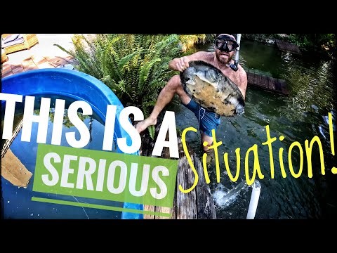 Today's Goal is NO Dead Turtles! (Seriously)