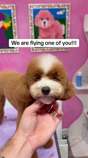 Logan (@dogsbylogan)’s videos with original sound - Logan