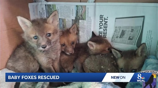 4 fox cubs that were rescued from drainage pipe will be reunited with their mom, says rehabilitation center