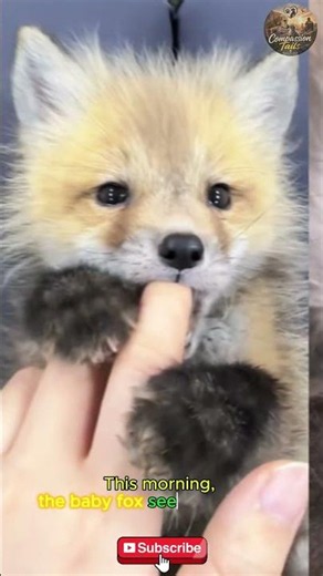 The poor baby fox was separated from its mother. #fox #wildlife #rescue