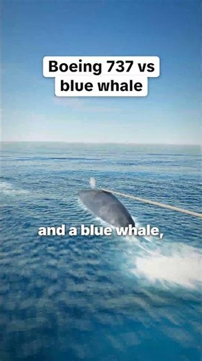 Boeing 737 vs Whale