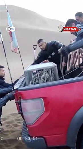 சீனாவில் வழிமாறிய பனிச்சிறுத்தை - பாலைவனத்தில் சிக்கிக் கொண்டது எப்படி?