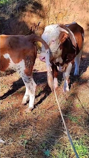 Daily life diary of a rural cattle farmer #118