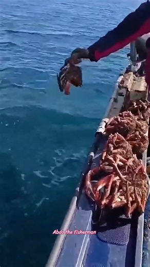 لماذا أعدنا هذه السلطعونات إلى البحر؟ 🦀 أغلبها يحمل البيض!