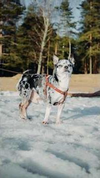 A rare marbled Chihuahua! Photoshoot for the dog.