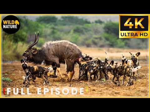 MIGRATION HUNT - Wild Dogs Chase the Endless Herd (Full Episode) | Nature Animal Documentary