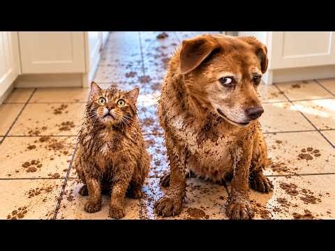 Best Of The Funny Animal Videos 😹🐶 The Funniest Cat & Dog Moments Compilation 😁.