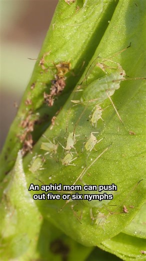 Aphids Can Clone Themselves and Are Born Already Pregnant | #DeepLook #Shorts