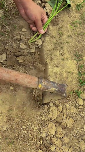 🌱⚙️ Sweet Potato Vine Slip Trenching: Triangular Hoe Furrowing & Horizontal Node Planting