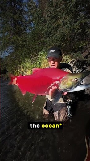 The Most Beautiful Salmon Catch Ever! #shorts