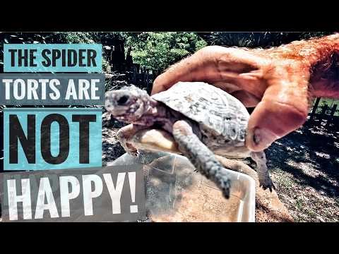 Arachnids are Attacking my Arachnoides!