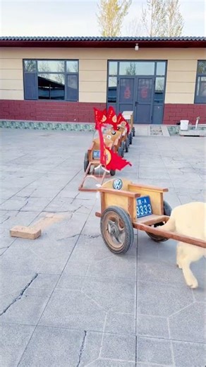 All the animals started following the owner #shortsvideo