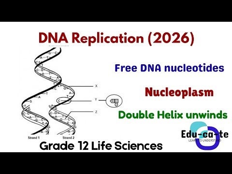 DNA Replication - Grade 12 Llife Sciences 