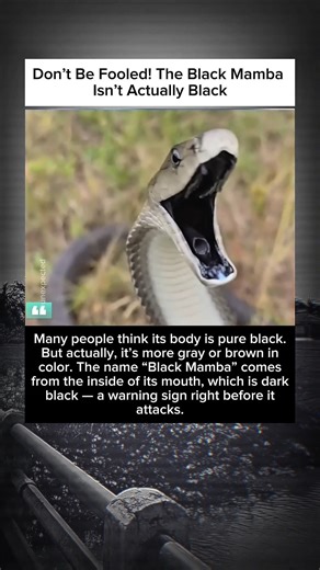 The Truth About Black Mambas: They’re Not Actually Black!