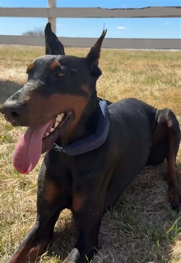 GPS Collar for Anxiety-Free Dog Runs