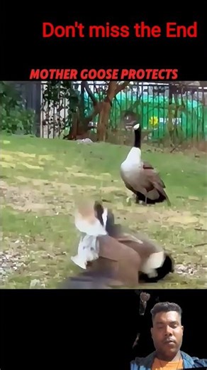 Hawk Attacks The Goose Baby But....#Trending #Animals # Hawk#Goose#wildlife #youtubeshorts #viral