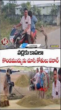 Man Use Kondamuchu Protect Paddy From Monkeys In Mahabubabad | V6 News