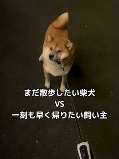 まだ散歩してたい柴犬vs早く家に帰りたい飼い主の仁義なき戦い #柴犬 #柴犬のいる暮らし #日本犬 #shorts