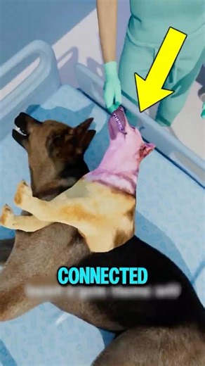 The Two Headed Dog Experiment Disturbing Truth 😱
