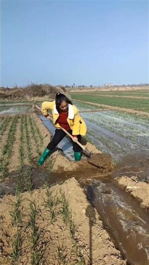 Method of watering crop land | Amazing Farming Tool for Rural Farmer #tools #agriculture