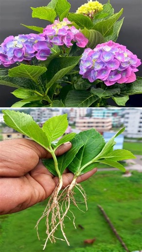 How to Grow Hydrangea Flower Plant from Cutting In A Onion & Garlic