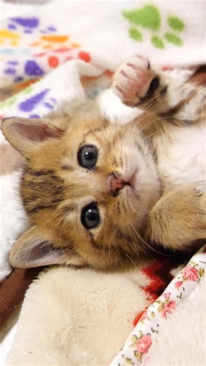 お膝のお上でゴロゴロご機嫌な子猫さん達【赤ちゃん猫 保護猫】 #エウレカねこ部 #子ネコ #kitten #cat #好きな子猫 #cute #gatto #meow #kitty #保護猫