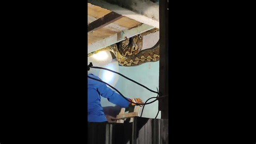 Firefighters catch mammoth 19ft python in house in Indonesia