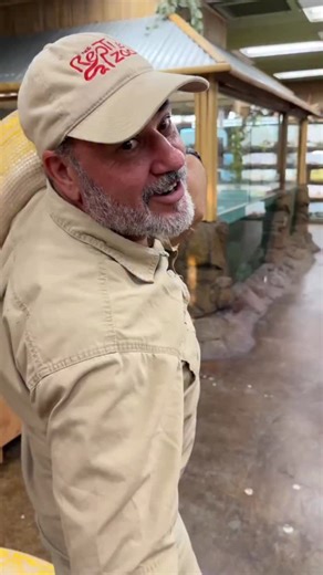 This big yellow python is one solid snake and she is strong😳 Snakes have no legs or arms so they have use all those muscles on their belly side to move around🙌 Those muscles sure are stronger and they’re even stronger when it comes to these big snakes since they have so much more to work with🤯 …….. #Big #snakes #python #wild #livingthedream | Jayprehistoricpets