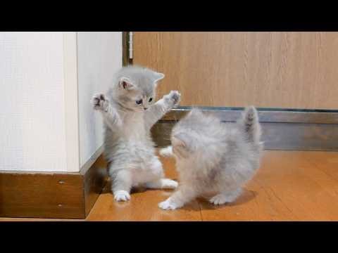 The kitten that was startled, threatened, and ran away was just too cute!