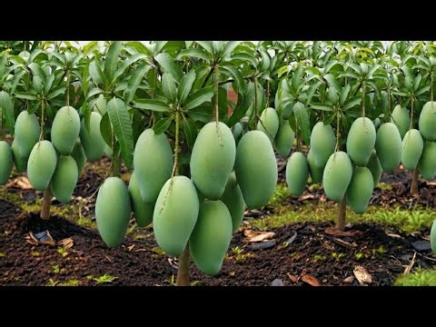 🔴 LIVE 🌱 Mango Air Layering at Home | Fast Fruit Growing Technique| Fast & Easy #livestream #live