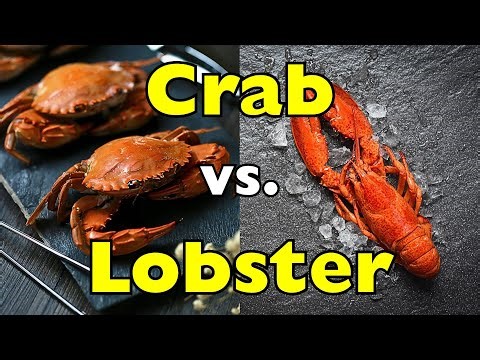 Why Crabs and Lobsters Are More Different Than You Think