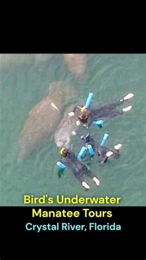 #manatee
