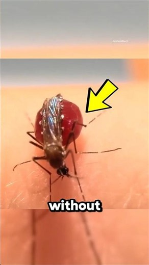 What Really Happens When a Mosquito Bites You? 😱
